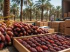 رفع مشکلات صادرات؛ مطالبه مهم فعالان تولید و تجارت خرما