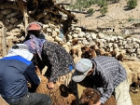 واکسیناسیون 2 هزار و 850 رأس دام در اردوی جهادی دامپزشکی چرام
