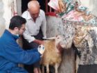 واکسیناسیون دام و سگ های گله در مراتع کوه دالانی نودشه