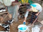 طیور کرمانشاه درمقابل نیوکاسل واکسینه شدند