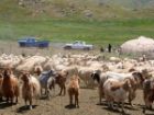 هشدار به عشایر اردبیل برای خروج از ارتفاعات و مسیل ها