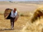 پرداخت 750 میلیارد تومانی از مطالبات گندم کاران خراسان جنوبی